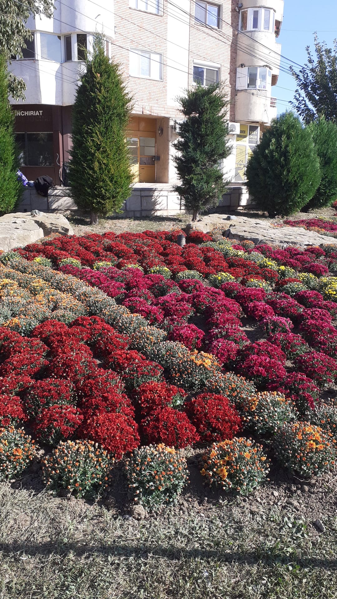 Amenajare florală în fața blocurilor din Năvodari